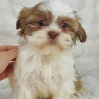 Amara , a female Shih Tzu for sale in Elkton, KY – Photo 2 of 10