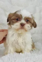 Amara , a female Shih Tzu for sale in Elkton, KY – Photo 2 of 10