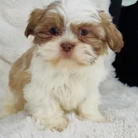 Amara , a female Shih Tzu for sale in Elkton, KY – Photo 6 of 10