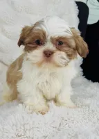 Amara , a female Shih Tzu for sale in Elkton, KY – Photo 6 of 10