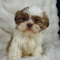 Amara , a female Shih Tzu for sale in Elkton, KY – Photo 5 of 10