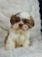 Amara , a female Shih Tzu for sale in Elkton, KY – Photo 5 of 10