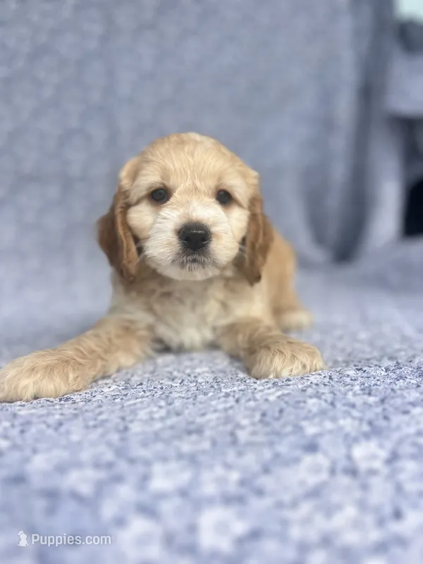 Flynn  – Cockapoo puppy for sale in Elkton, KY