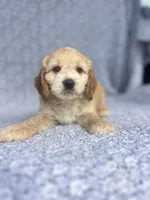 Flynn , a male Cockapoo for sale in Elkton, KY – 1 of 5