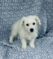 Lucy , a female Bichon Frise for sale in Elkton, KY – Photo 2 of 6