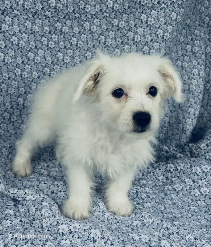 Lucy  – Bichon Frise puppy for sale in Elkton, KY