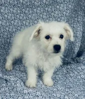 Lucy , a female Bichon Frise for sale in Elkton, KY – Photo 1 of 6