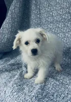 Lucy , a female Bichon Frise for sale in Elkton, KY – Photo 5 of 6