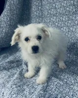 Lucy , a female Bichon Frise for sale in Elkton, KY – Photo 4 of 6