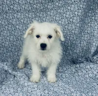 Lucy , a female Bichon Frise for sale in Elkton, KY – Photo 3 of 6