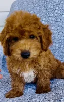 Finn , a male Bichpoo for sale in Elkton, KY – 4 of 7