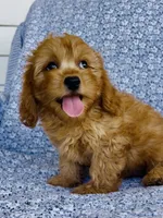 Rhett , a male Bichon Frise and Cavapoo for sale in Elkton, KY – 5 of 7