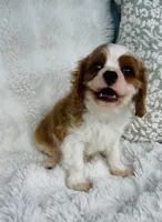 Charlie , a male Cavalier King Charles Spaniel for sale in Elkton, KY – 6 of 8