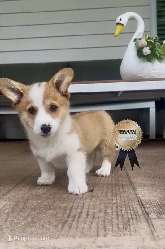 Buster – Pembroke Welsh Corgi puppy for sale in Elkton, KY