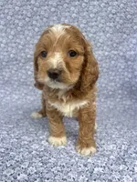 Dolly , a female Cockapoo for sale in Elkton, KY – 6 of 8
