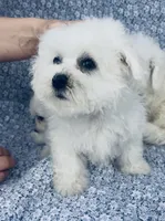 Ophelia , a female Bichon Frise for sale in Elkton, KY – Photo 3 of 7