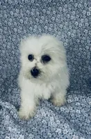 Ophelia , a female Bichon Frise for sale in Elkton, KY – Photo 6 of 7