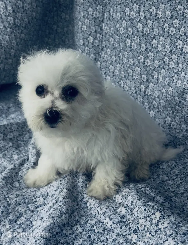 Ophelia , a female Bichon Frise for sale in Elkton, KY – Photo 1 of 7