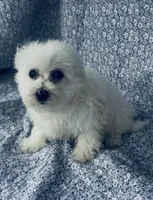 Ophelia , a female Bichon Frise for sale in Elkton, KY – Photo 1 of 7
