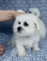 Ophelia , a female Bichon Frise for sale in Elkton, KY – Photo 4 of 7