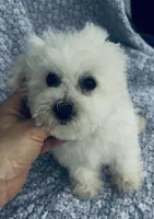 Ophelia , a female Bichon Frise for sale in Elkton, KY – Photo 5 of 7