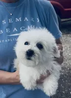Ophelia , a female Bichon Frise for sale in Elkton, KY – Photo 2 of 7