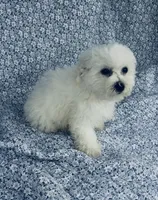 Ophelia , a female Bichon Frise for sale in Elkton, KY – Photo 7 of 7