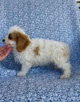 Henry , a male Bichon Frise and Cavapoo for sale in Elkton, KY – 3 of 6