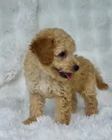 Wells , a male Poodle - Miniature  for sale in Elkton, KY – 8 of 10