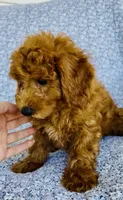 Arlo , a male Bichpoo for sale in Elkton, KY – 9 of 9