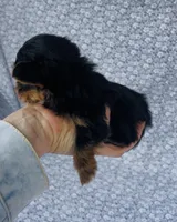 Pepper , a male Yorkshire Terrier for sale in Elkton, KY – Photo 5 of 10