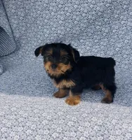 Mila , a female Yorkshire Terrier for sale in Elkton, KY – Photo 10 of 10