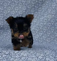 Pepper , a male Yorkshire Terrier for sale in Elkton, KY – Photo 9 of 10