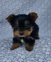 Pepper , a male Yorkshire Terrier for sale in Elkton, KY – Photo 7 of 10