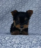 Pepper , a male Yorkshire Terrier for sale in Elkton, KY – Photo 6 of 10