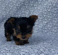 Pepper , a male Yorkshire Terrier for sale in Elkton, KY – Photo 10 of 10