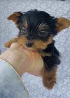 Pepper , a male Yorkshire Terrier for sale in Elkton, KY – Photo 3 of 10