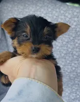 Pepper , a male Yorkshire Terrier for sale in Elkton, KY – Photo 4 of 10