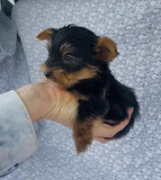 Pepper , a male Yorkshire Terrier for sale in Elkton, KY – Photo 2 of 10