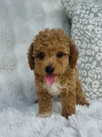 Bodie , a male Poodle - Miniature  for sale in Elkton, KY – 10 of 10