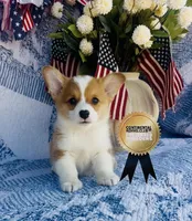 Copper, a male Pembroke Welsh Corgi for sale in Elkton, KY – 8 of 10