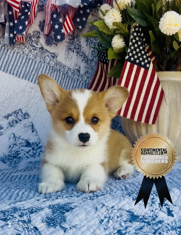 Copper – Pembroke Welsh Corgi puppy for sale in Elkton, KY