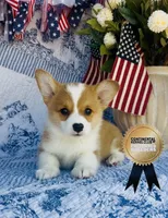 Copper, a male Pembroke Welsh Corgi for sale in Elkton, KY – 5 of 10