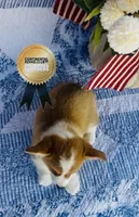 Copper, a male Pembroke Welsh Corgi for sale in Elkton, KY – 9 of 10