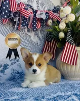 Copper, a male Pembroke Welsh Corgi for sale in Elkton, KY – 10 of 10