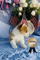 Copper, a male Pembroke Welsh Corgi for sale in Elkton, KY – 7 of 10
