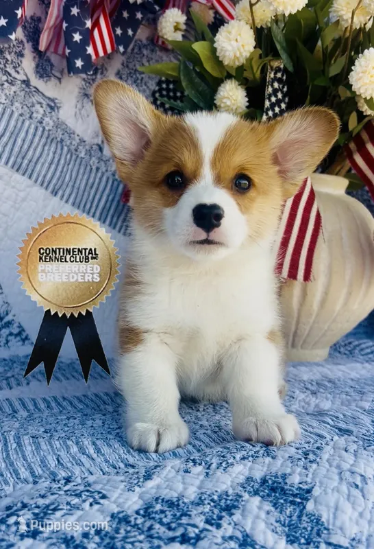 Copper – Pembroke Welsh Corgi puppy for sale in Elkton, KY