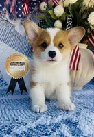Copper, a male Pembroke Welsh Corgi for sale in Elkton, KY – 1 of 10