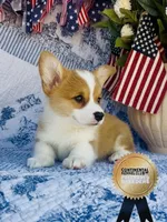 Copper, a male Pembroke Welsh Corgi for sale in Elkton, KY – 4 of 10