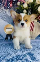 Copper, a male Pembroke Welsh Corgi for sale in Elkton, KY – 2 of 10